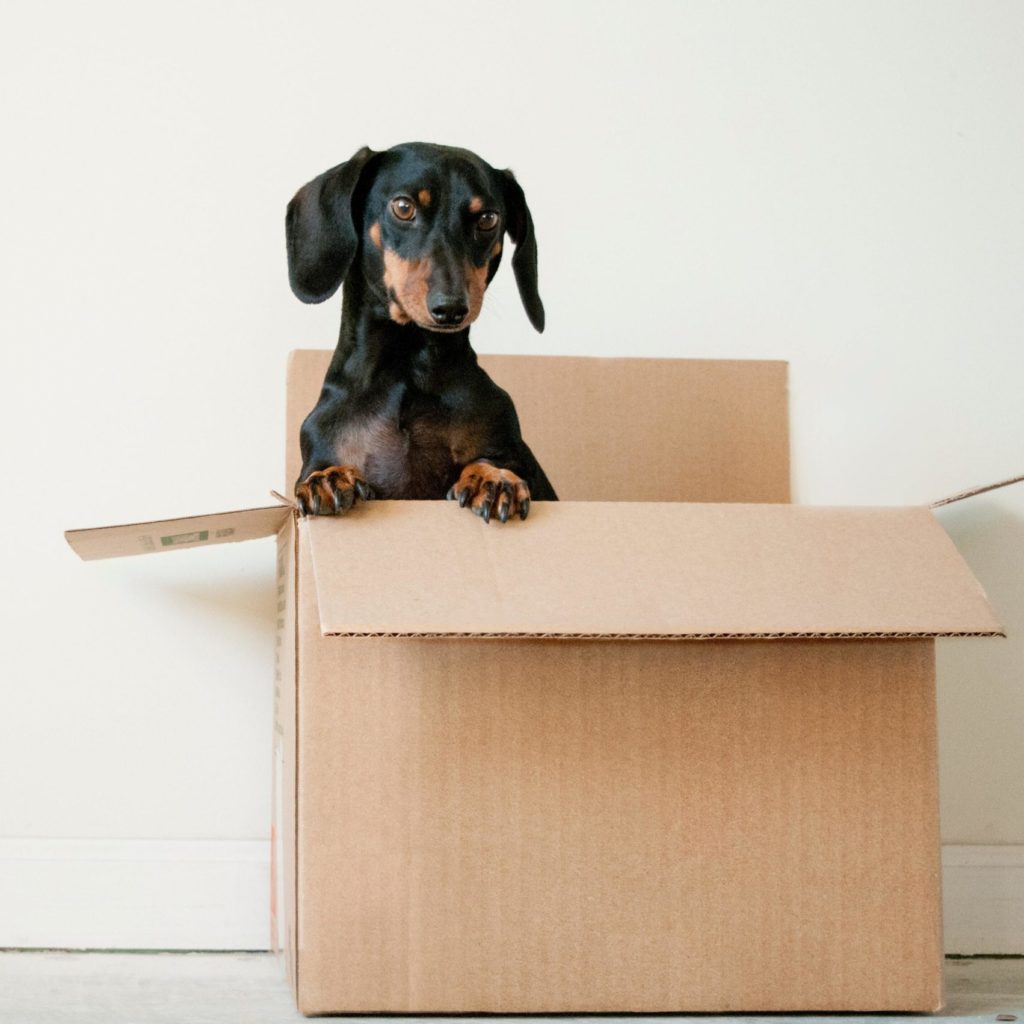 Photo of a dog in a box