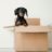 A black dog is sitting in a cardboard box