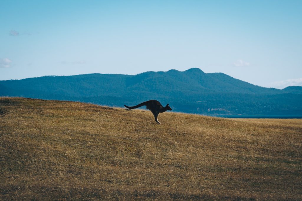 kangaroo jumping in australia